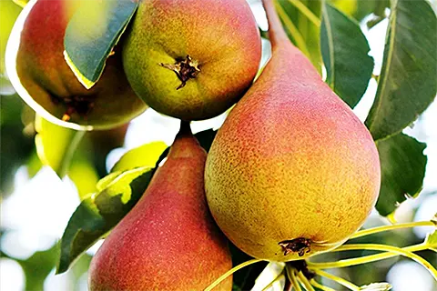 Beskärning träd och fruktträd i Varberg